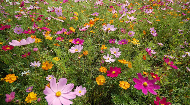 Cosmos in field