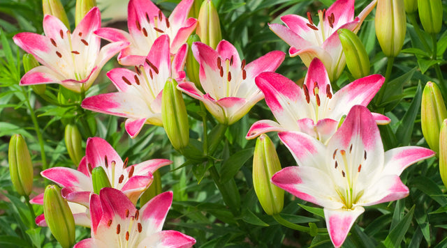 pink and white lilies close up