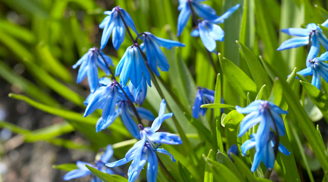 Scilla siberica blooms