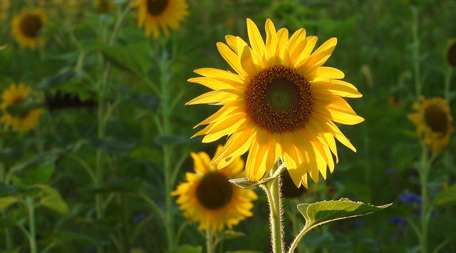 sunflowers in garden