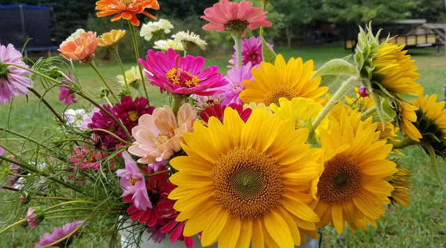 Cut flowers including Sunflowers, Cosmos, and Zinnias