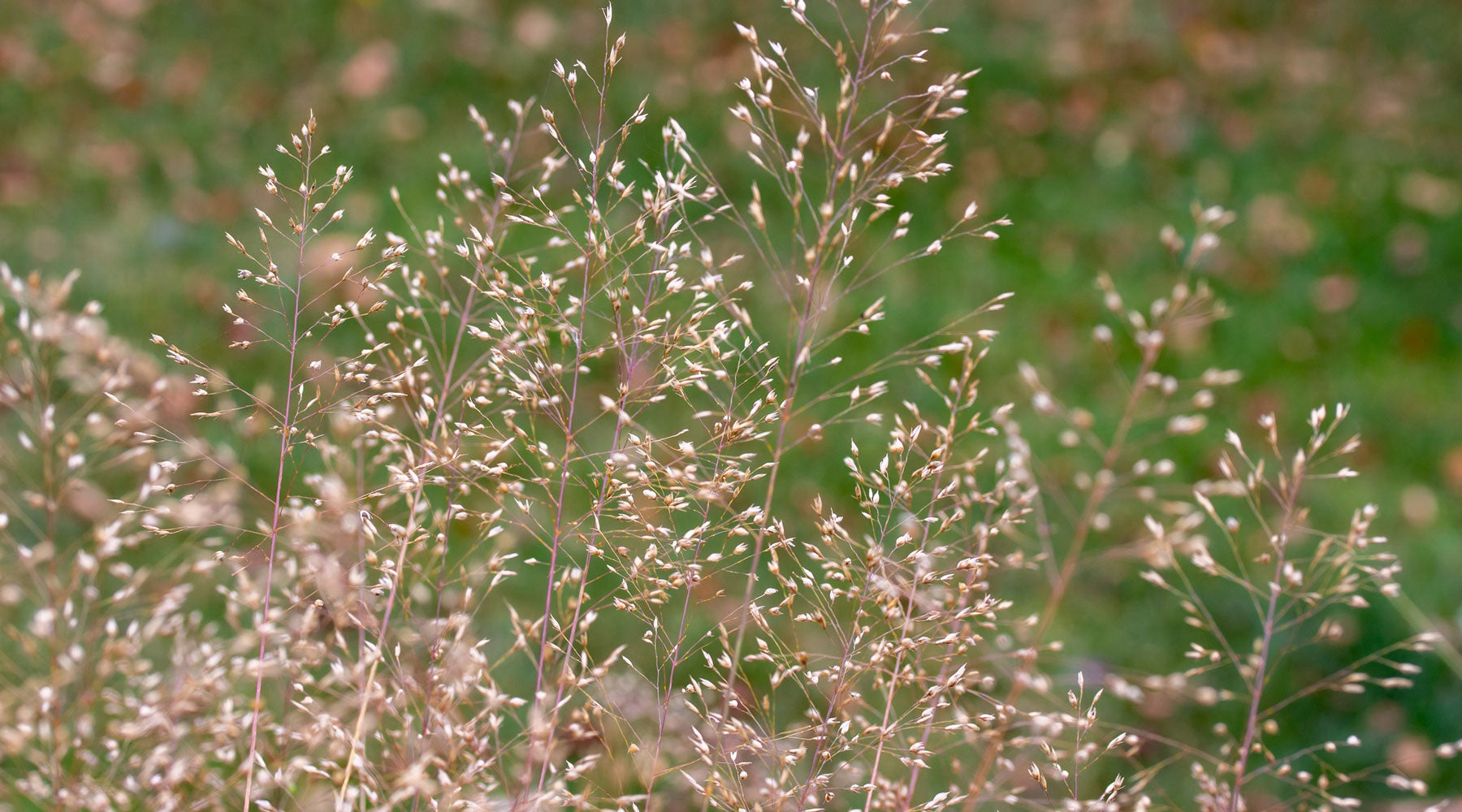 Arizona Native Plants, State Flower, and State Bird | American Meadows