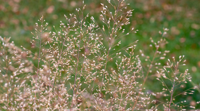 Tufted hair grass