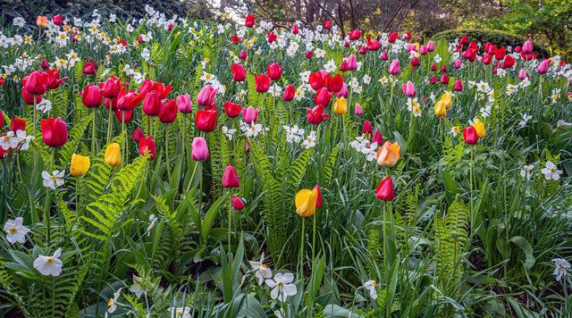 Tulips and Daffodils blooming among Ferns