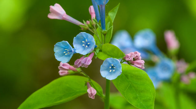 Closeup of Virginia Bluebell