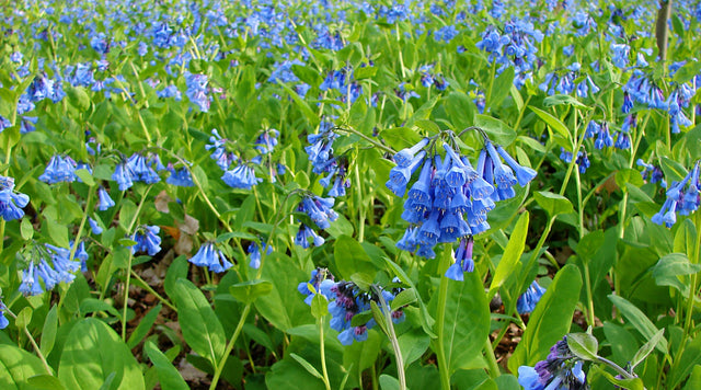 Virginia bluebells