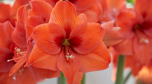 Flowering amaryllis