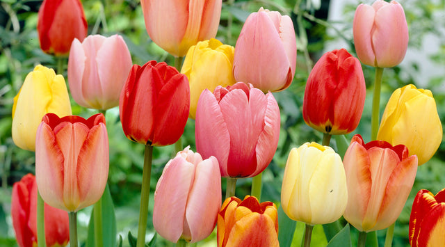 Darwin Tulip Mix