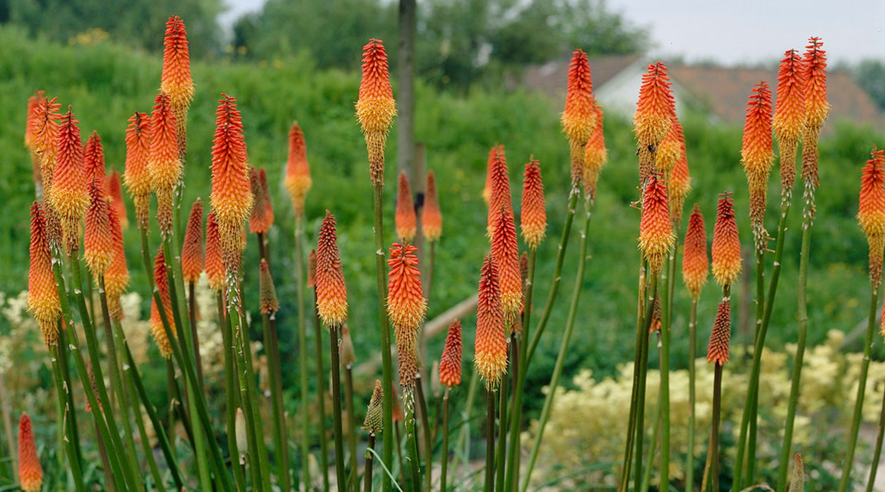 How To Grow Red Hot Poker how-to-grow-red-hot-poker