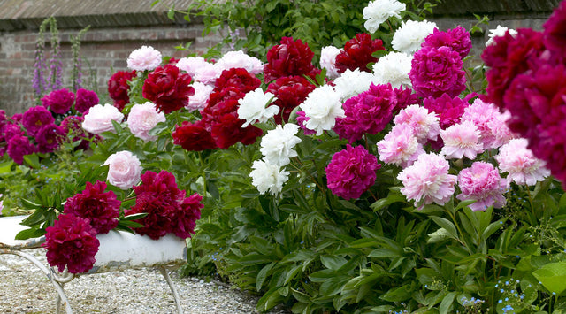 Red white and pink peonies on garden edge
