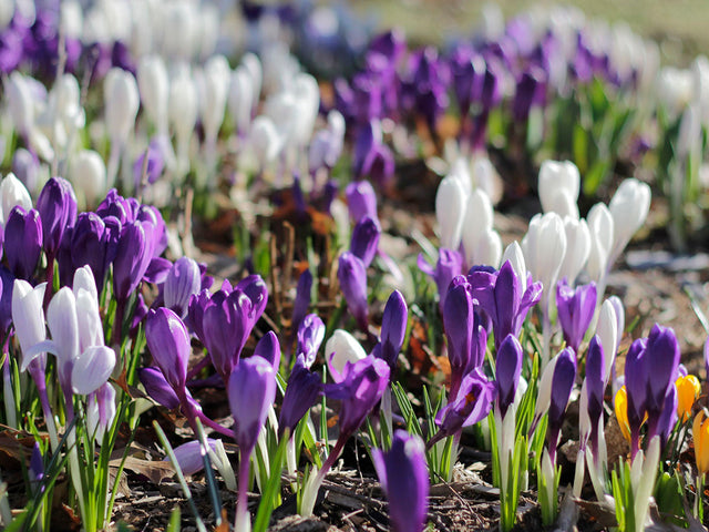 white and purple crocus bulb lawn