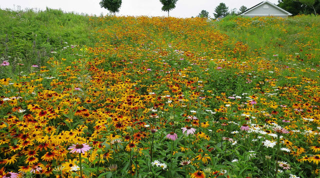 Wildflowers in field