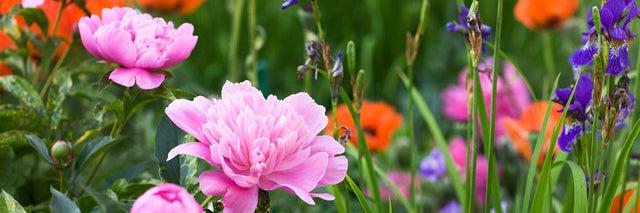 Pink peonies and purple irises blooming in a colorful mixed flower garden with orange flowers