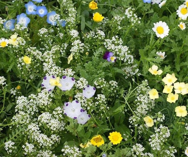 Comparison Chart: Wildflower Lawn Seed Mixes