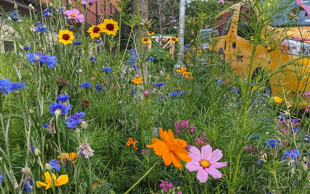 Colorful meadow garden with blue cornflowers, yellow sunflowers, orange cosmos, and pink flowers among green foliage and decorative garden stakes