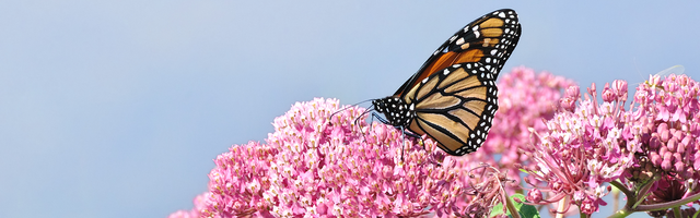 Monarch butterfly on pink milkweed flowers against blue sky