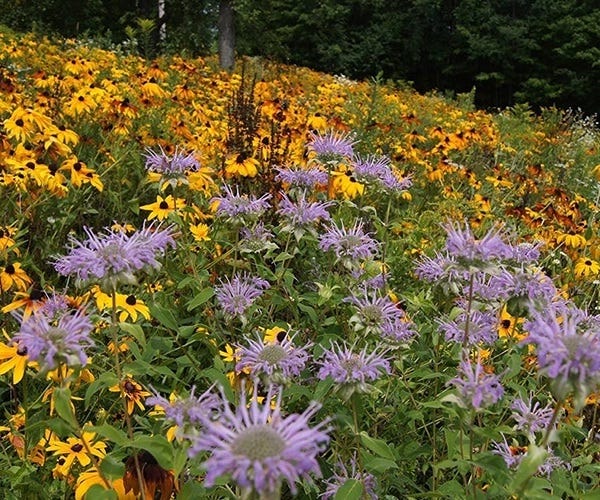 Wildflower meadow with purple coneflowers and yellow black-eyed Susans in bloom