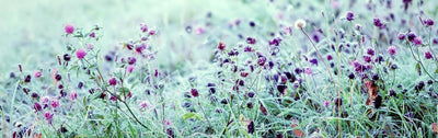 Field of purple and pink pincushion flowers with frost-covered foliage and buds