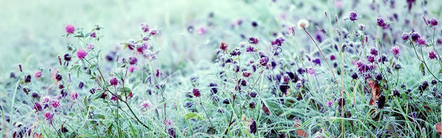 Field of purple and pink pincushion flowers with frost-covered foliage and buds