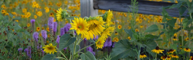 Sunflowers and purple liatris blooming in a summer garden bed with wooden fence background