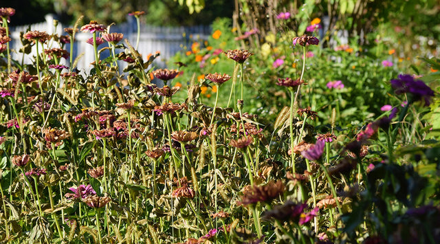 zinnia seed heads