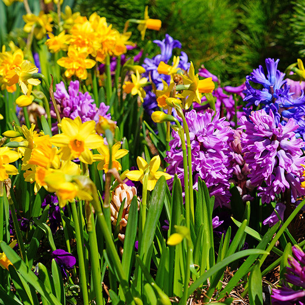Easy To Grow Fall-Planted Flower Bulbs
