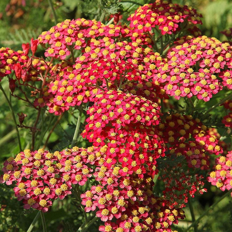 Yarrow Perennial Plants