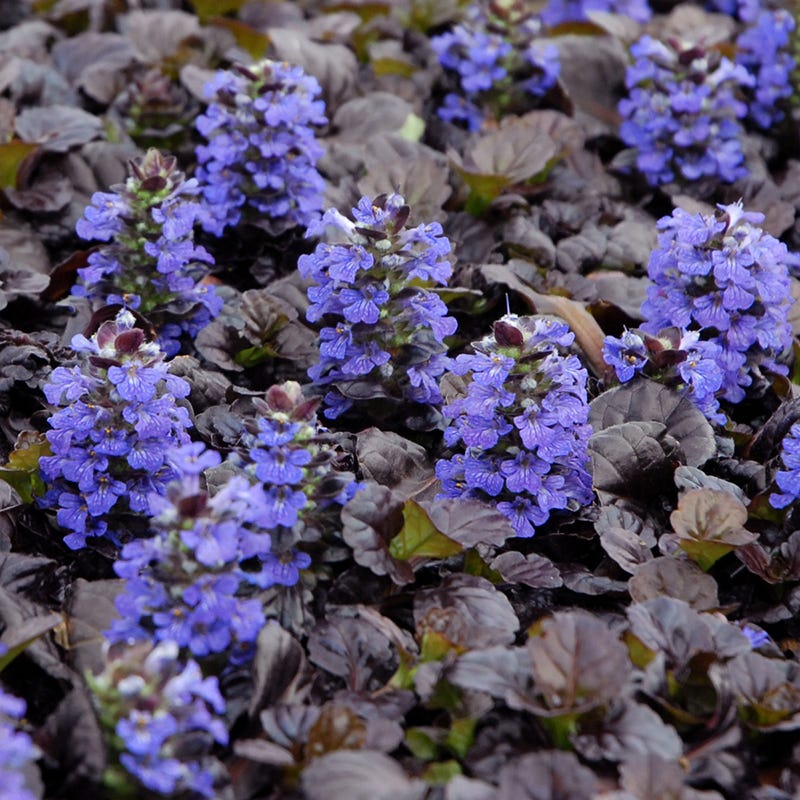 Ajuga Perennial Plants