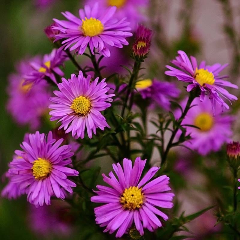 Aster Perennial Plants