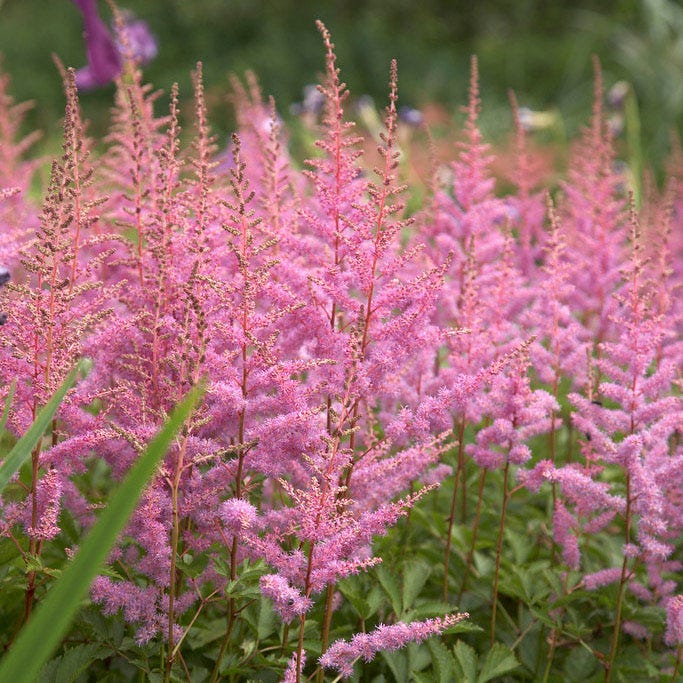 Astilbe Perennial Plants
