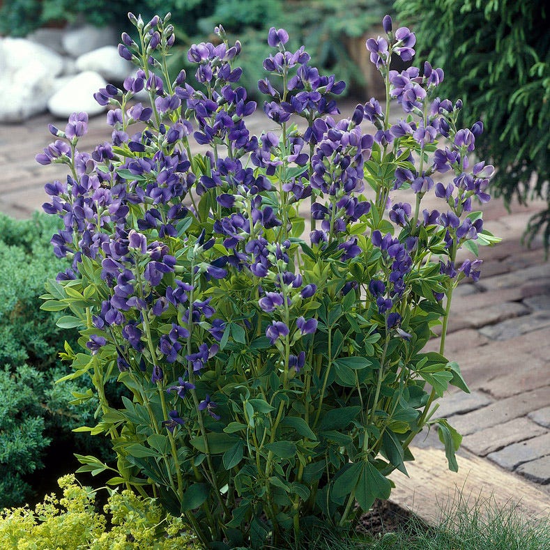 Baptisia Perennial Plants