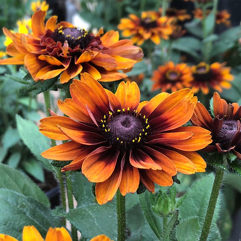 Black Eyed Susan Perennial Plants