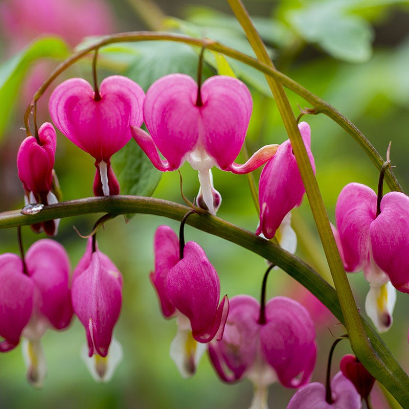 Bleeding Heart Perennial Plants