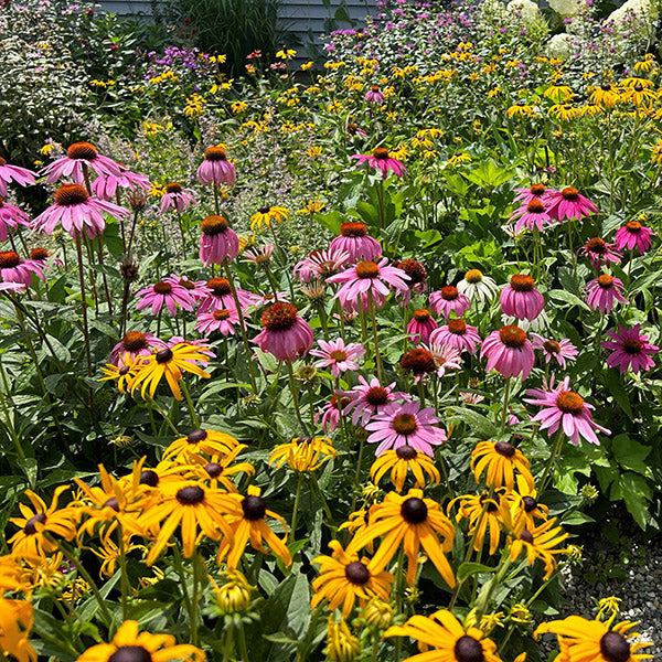 Perennial Plant Varieties & Solutions