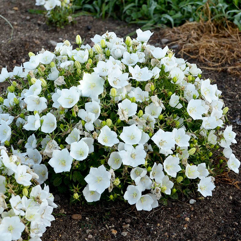 Campanula (Bellflower) Perennial Plants