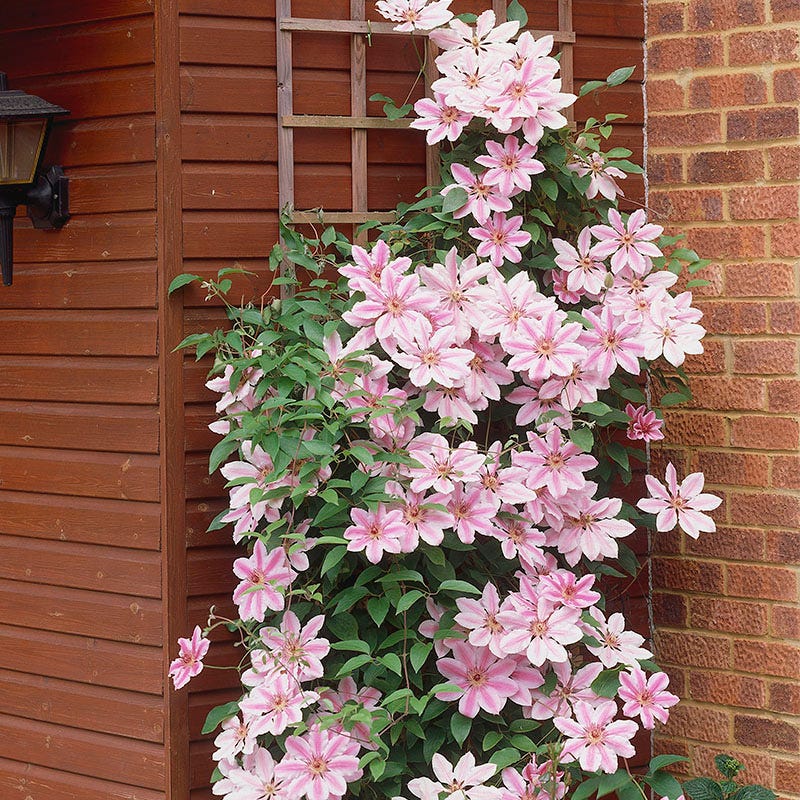 Clematis Vine Perennial Plants
