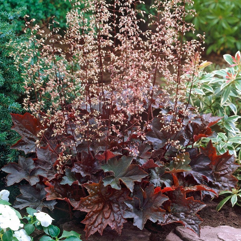 Coral Bells Perennial Plants