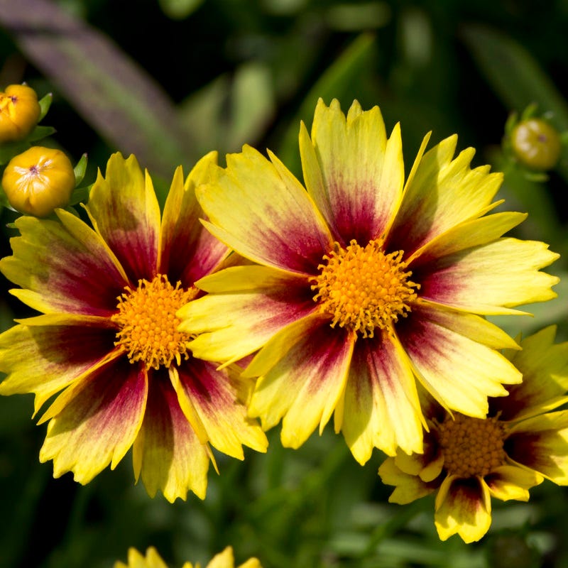 Coreopsis Perennial Plants