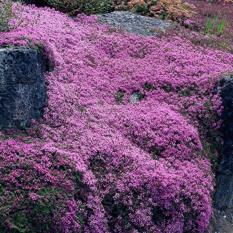 Thyme Perennial Plants