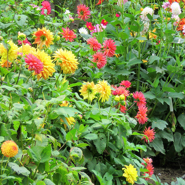 Spring-Planted Flower Bulb Collections