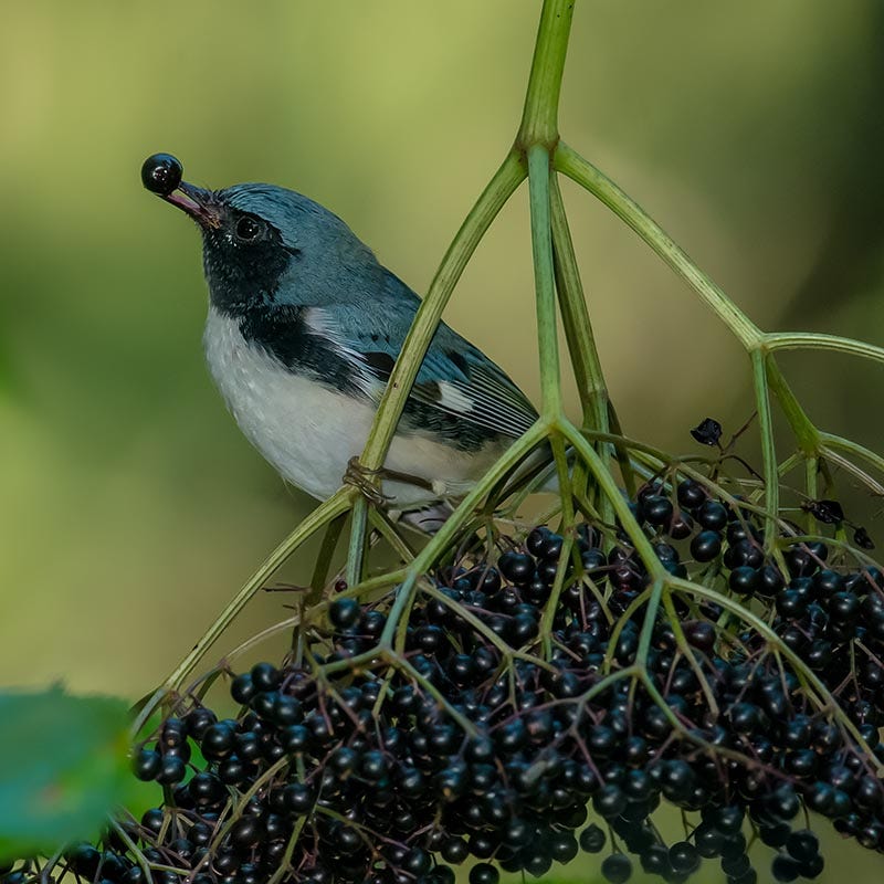 Elderberry Perennial Plants