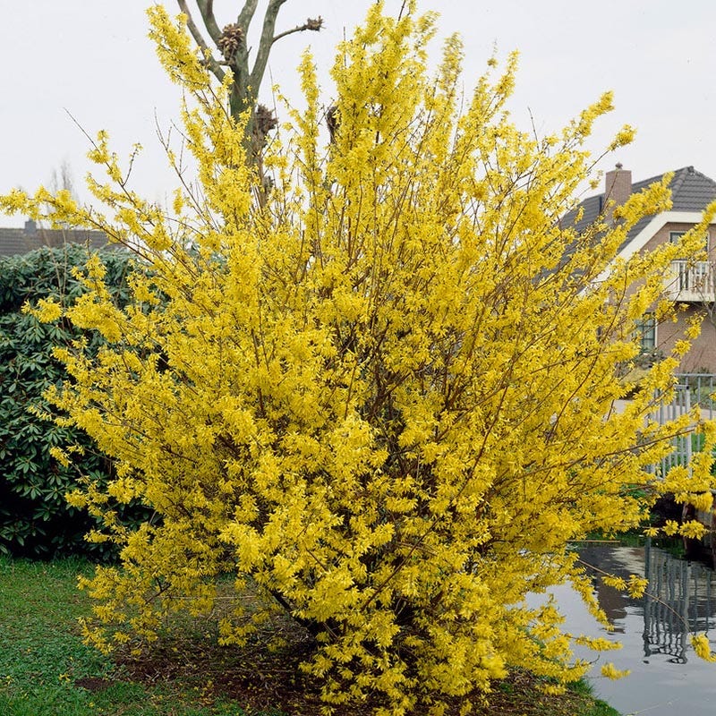 Perennial Plant Shrubs