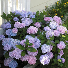 Hydrangea
