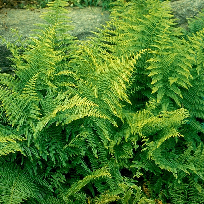 Perennial Fern Plants
