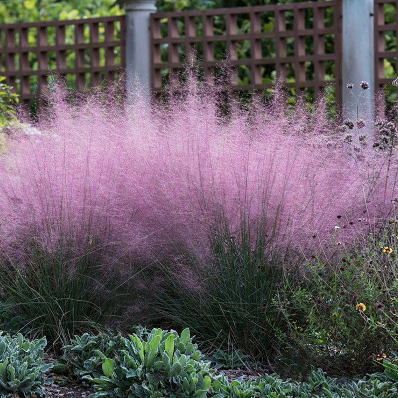 Ornamental Grass Perennial Plants