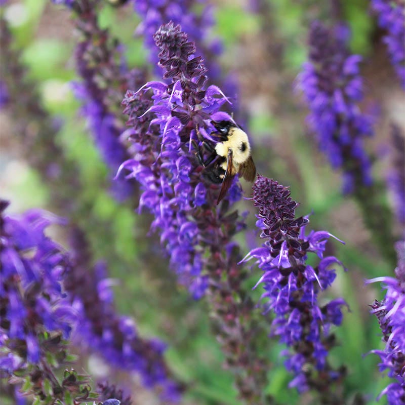 Salvia (Meadow Sage) Perennial Plants