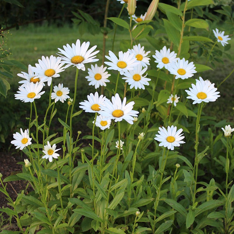 Shasta Daisy Perennial Plants