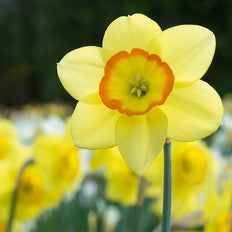 New Fall-Planted Bulbs