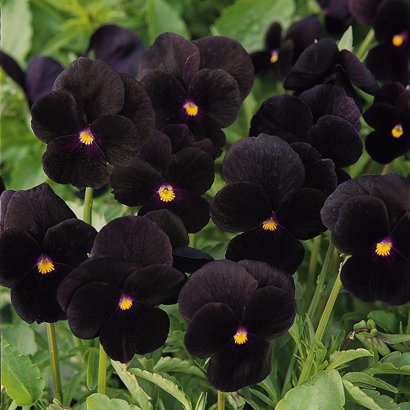 Viola Perennial Plants