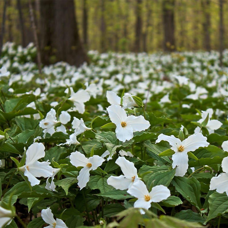 Trillium Perennial Plants
